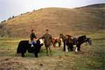 Монгольские лошадки маленькие и выносливые.